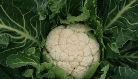 菜花的保存方法：如何让菜花保鲜更久？