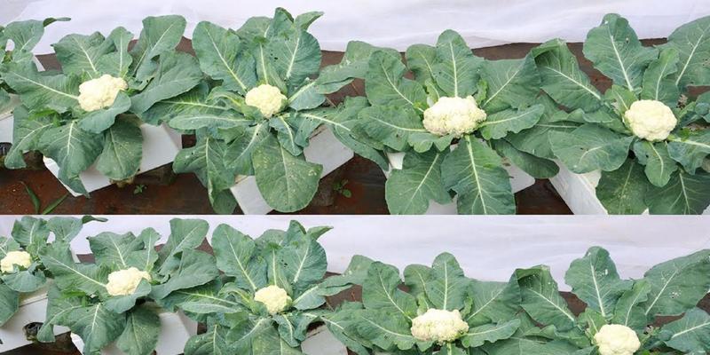 从菜花种子到萌芽的全过程（揭秘菜花的出苗时期及种植技巧）