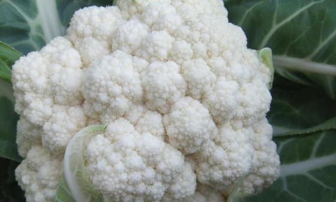 菜花能否生吃（探讨菜花生食的安全性及营养价值）