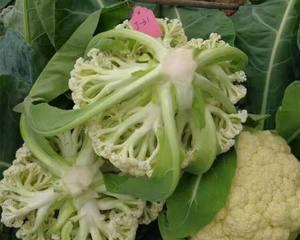 菜花耐寒多少度（揭秘菜花最佳生长温度及保护措施）