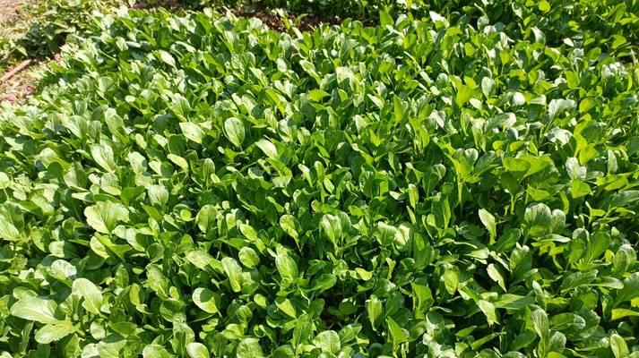 种植菜心的最佳时间及方法（从育苗到移栽）