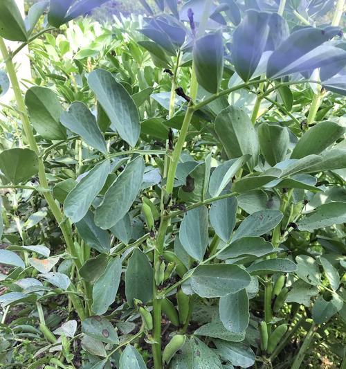 菜籽饼的种花效果和方法探究（用菜籽饼改善土壤）