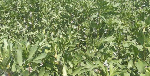 蚕豆种植指南（掌握正确时间）