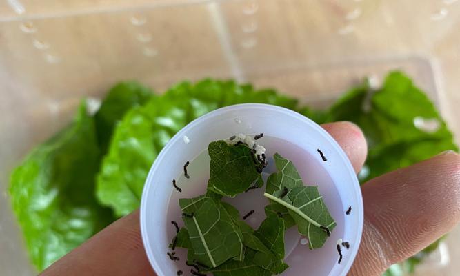蚕沙肥料的制作与应用（利用蚕沙打造天然）