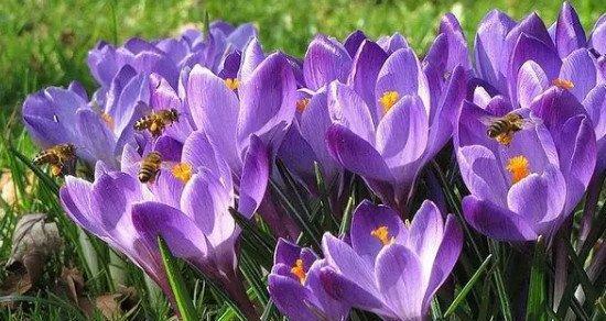 藏红花开花的壮丽景象（探秘藏红花开花的色彩和形态）