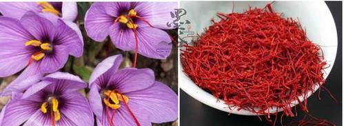 哪里的藏红花最好（全球藏红花产地分析）