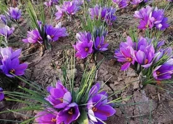 藏红花的生长环境与特点（探秘藏红花的优越条件和美丽特色）