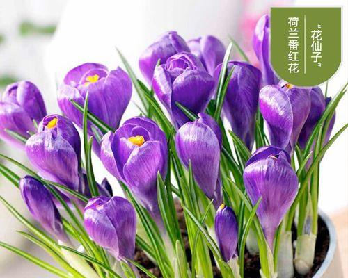 藏红花（打造居家良心好植物）