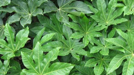 草本植物的世界（认识草本植物的分类与特征）