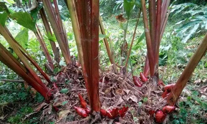草果几年结果实，结出金色收益（了解草果的种植、养护和收成）