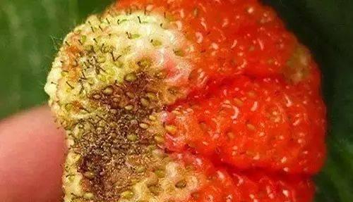 草莓病虫害防治技术（打造健康高产草莓种植体系）