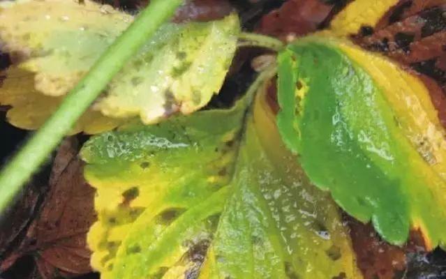 草莓病虫害防治技术（打造健康高产草莓种植体系）