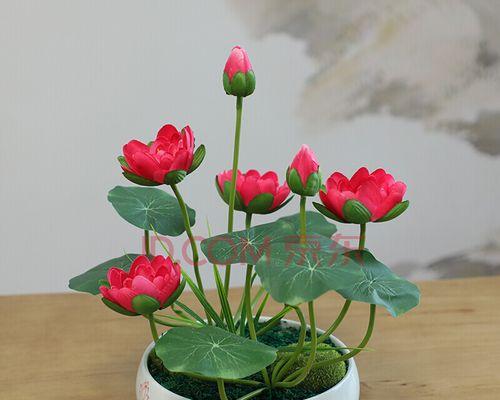 花瓶中的荷花（以插枝荷花为媒介）