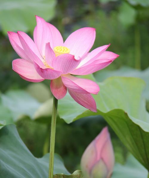 粉色荷花（以花语粉色荷花为主题的优美画卷）