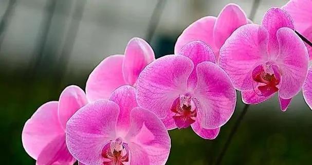 黄兰花的寓意与花语（探索黄兰花背后的象征与意义）
