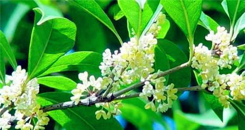 家里种桂花的寓意（桂花的芬芳与美好）