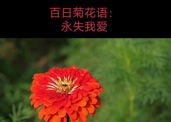 菊花的花语与象征意义（菊花的美丽与寓意）