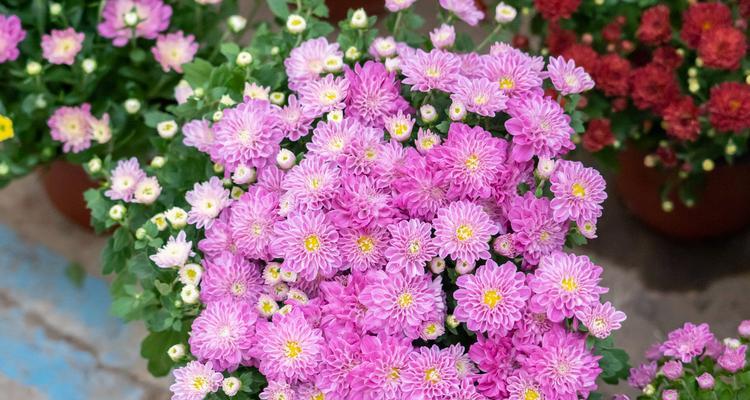 菊花的花语与象征意义（菊花的美丽与寓意）
