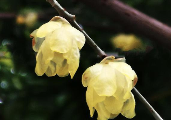 腊梅花语中的爱心（传递爱的力量——腊梅花语解读）