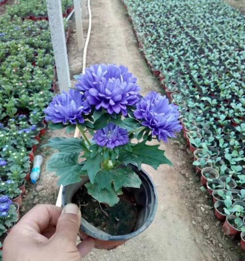 蓝色翠菊的花语——内心的纯洁与坚强（探寻蓝色翠菊的美丽与含义）