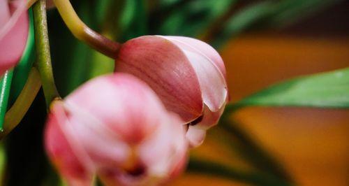 兰花的寓意与花语(兰花的深远含义和美丽传承)