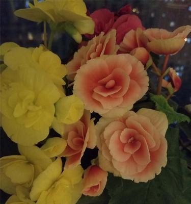 揭示丽格海棠花摘心的真正意义（探索丽格海棠花摘心的文化内涵与情感寓意）