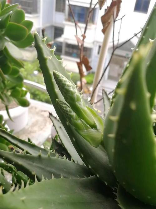 探秘芦荟花语的含义（解读芦荟花的暗示与寓意）