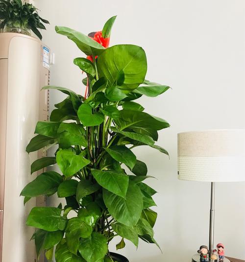 绿萝（探寻绿萝的花语与寓意）