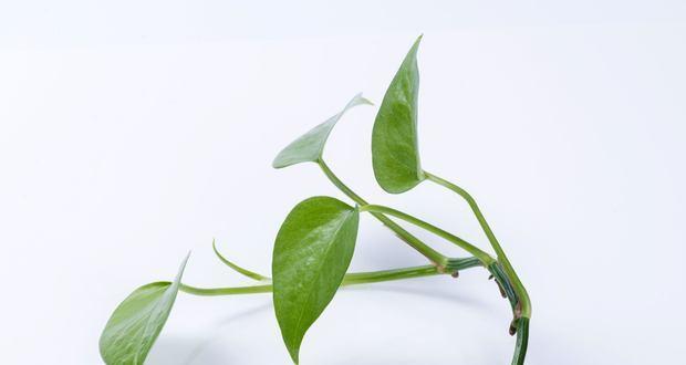 绿萝（探寻绿萝的花语与寓意）