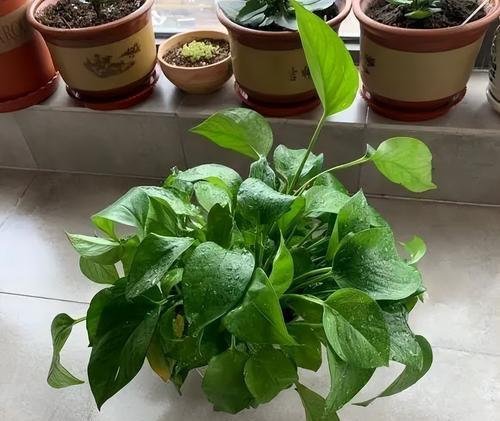 绿萝绽放花朵的寓意（探寻绿萝开花的奇迹）