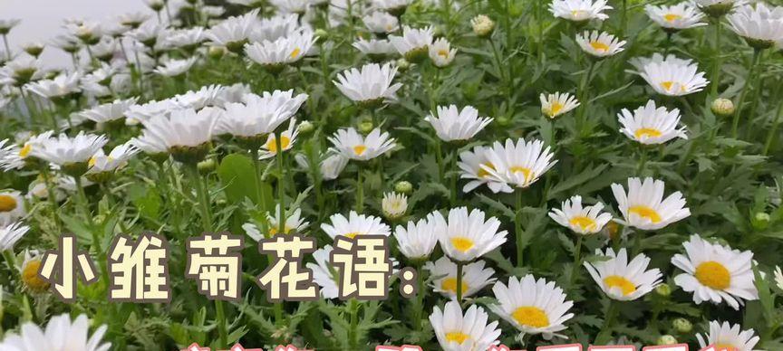 绿色雏菊的花语与意义（探寻雏菊的独特花语）