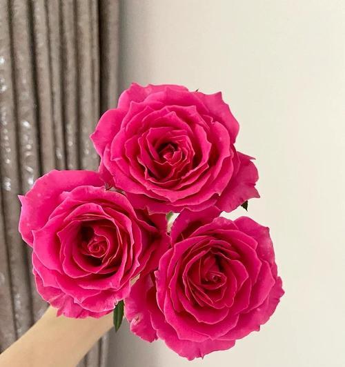 玛利亚玫瑰花语的神秘意义(探索玛利亚玫瑰花语的深层含义)