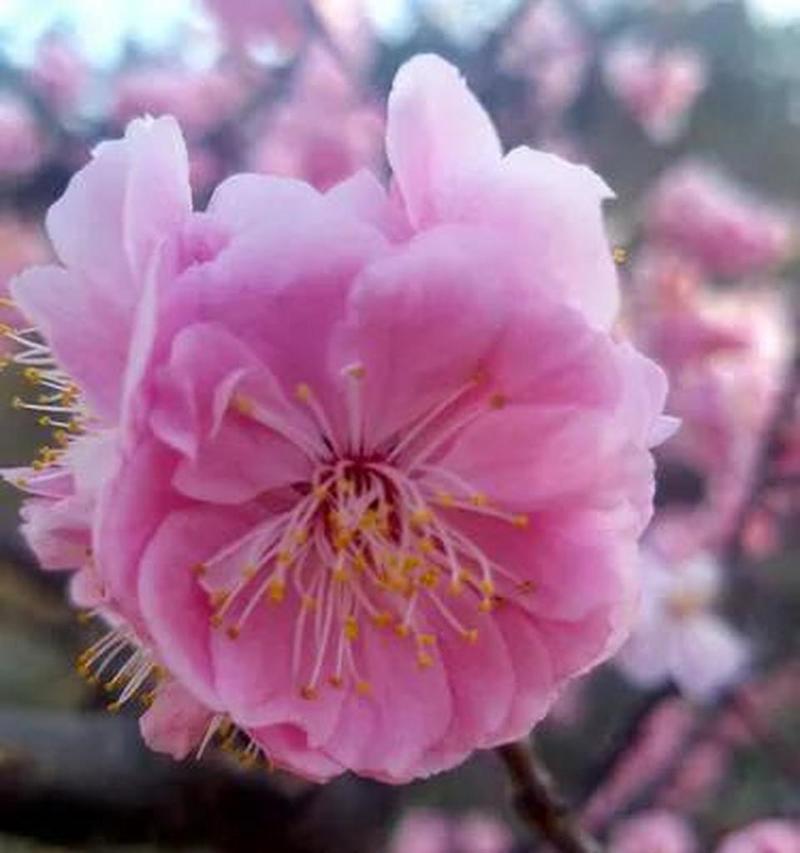 梅花花语的美丽寓意（探究梅花花语的文化传承与意义）