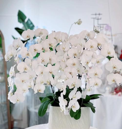 迷你蝴蝶兰的花语（探寻迷你蝴蝶兰背后的深意）