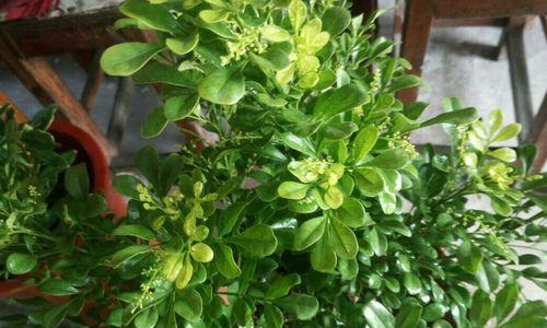 米兰花（探索米兰花的神秘意义与象征性）
