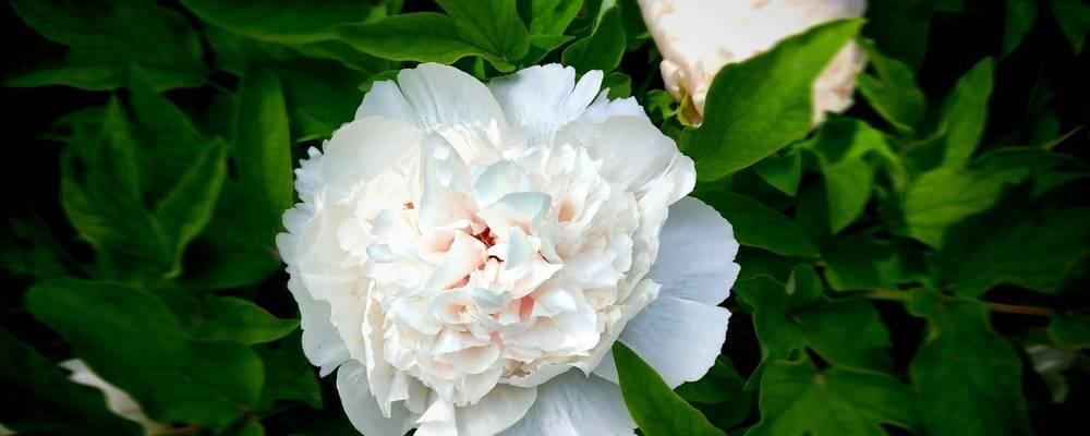 牡丹花语及其象征意义（探寻牡丹花所代表的美丽和祝福）