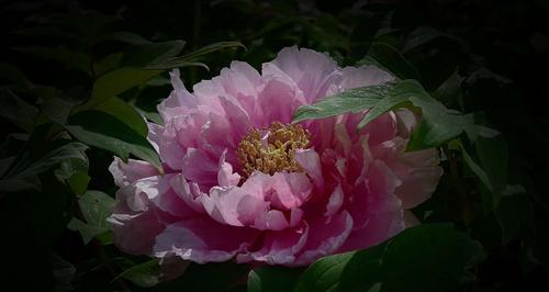 牡丹花语及其象征意义（探寻牡丹花所代表的美丽和祝福）