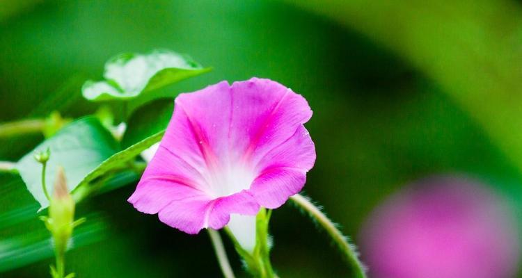 牵牛花的花语及其象征意义（探寻牵牛花的花语和美丽寓意）
