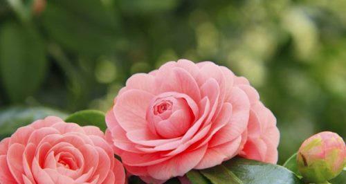 芹叶牡丹花语（以芹叶牡丹为主题的花语与寓意）