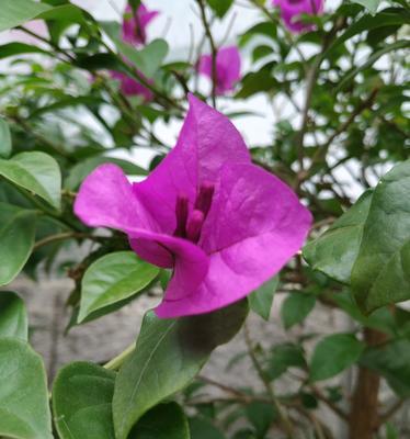 三角梅花语（花开在岁月里）