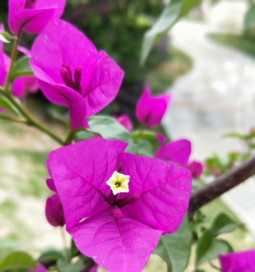 三角梅花语下的无真爱（爱情的脆弱与欺骗）
