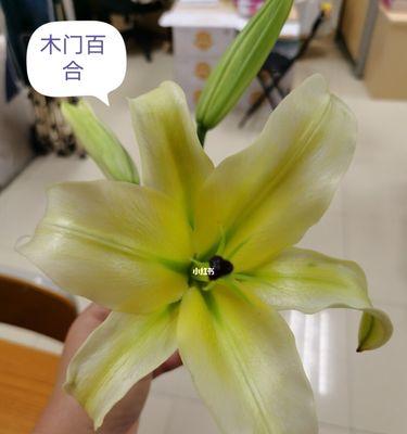 揭秘“以三头百合”意味着什么（探索三头百合的象征意义和文化背景）
