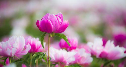 芍药花养殖方法全解析（打造美丽芍药花园）