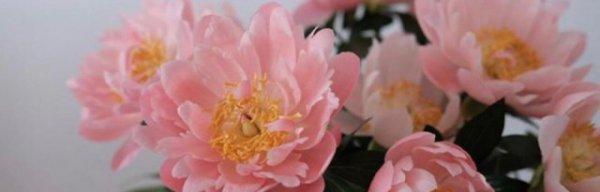 芍药花养殖方法全解析（打造美丽芍药花园）