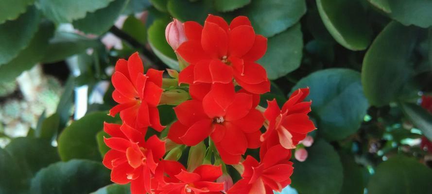 花开千秋，长寿之花传递祝福（以什么花语代表长寿）