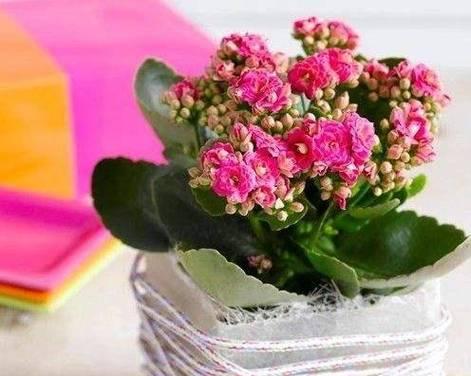 花开千秋，长寿之花传递祝福（以什么花语代表长寿）