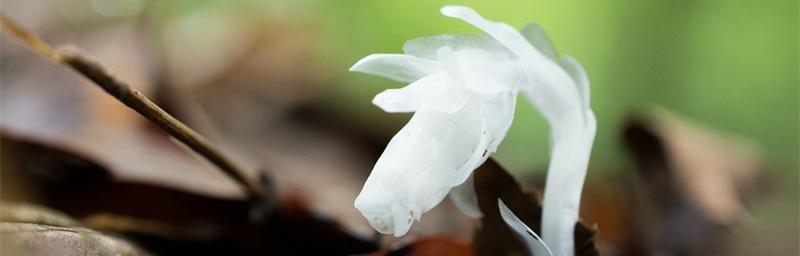 水晶兰花语解读——美丽与纯净的象征（水晶兰花语的深刻内涵和寓意）