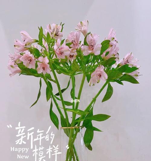 水仙百合的寓意与象征（探寻花卉中的雅致与纯洁）