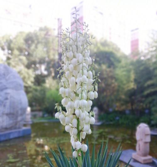 丝兰花语和寓意（探寻丝兰的秘密——美丽）