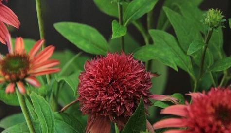 松果菊花语及其意义（探究松果菊花语的由来与传承）